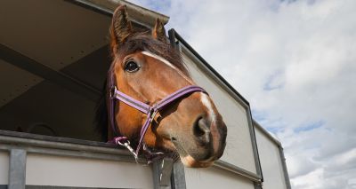 Changes to British horse exports following new EU law